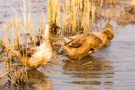 Duck Chase Fieldの写真素材