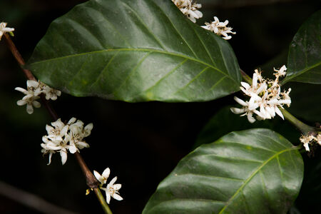 Coffee Flowering
