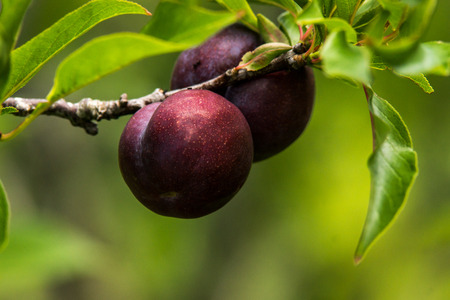 Purple Plums on a branch