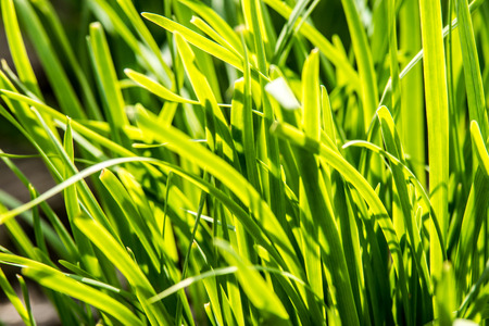 Chinese Chives Plantation