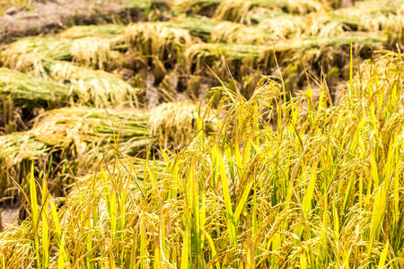 rice harvesting by worker