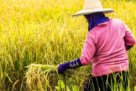 rice harvesting by worker