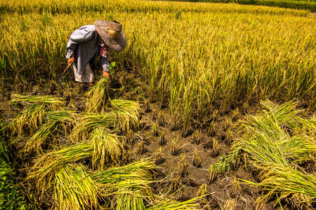 rice harvesting by workerの写真素材