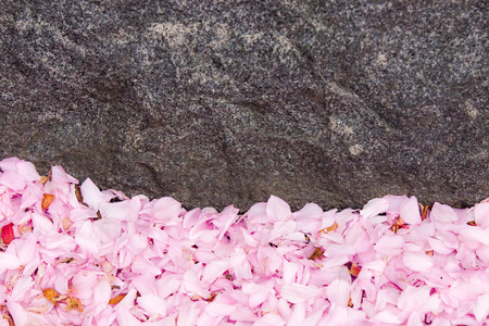 Fallen Cherry Blossomsの写真素材