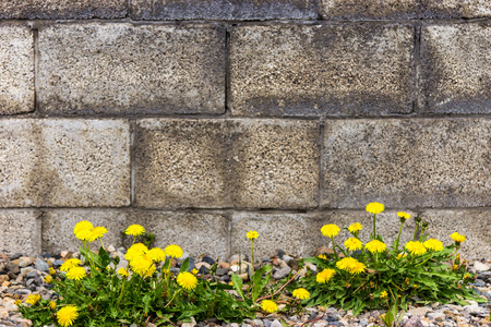 Wall and Yellow Flowerの写真素材