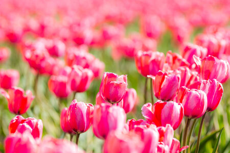 Pink Tulip Fieldの写真素材