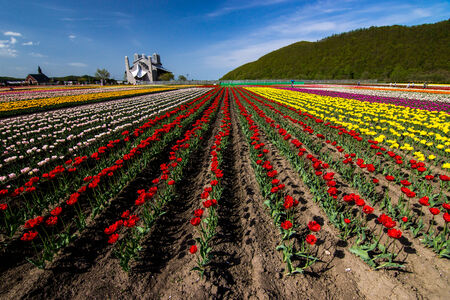 Tulip Park Kamiyubetsuの写真素材