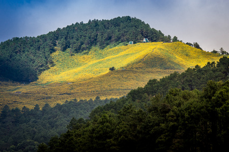 Mexican sunflowerの写真素材