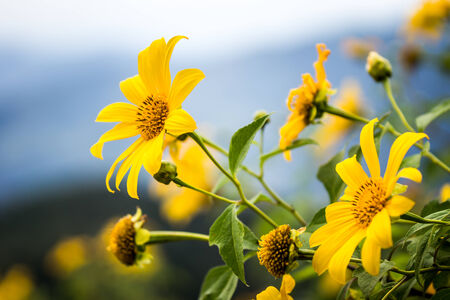 Mexican sunflower