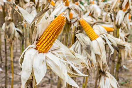 corn ripeの写真素材