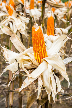 corn ripeの写真素材