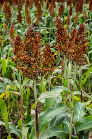 sorghum plantationの写真素材