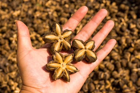 sacha inchi on handの写真素材