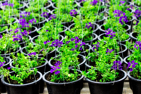 Plant Nurseryの写真素材