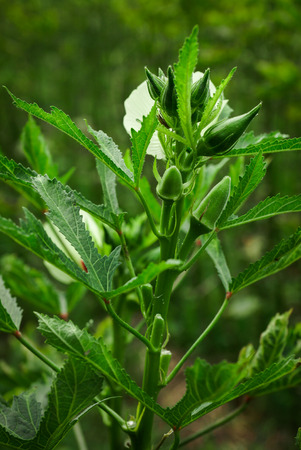 Okra plantationの写真素材