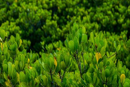 mangrove forestの写真素材