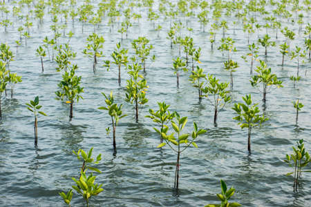 new mangrove forestの写真素材