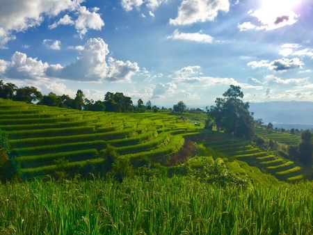 Step rice field with sunny day