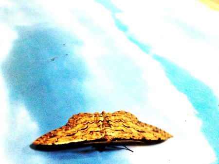 Butterfly flying in cloudy skyの素材