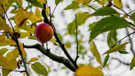 An apple left out after harvest season still on the treeの写真素材