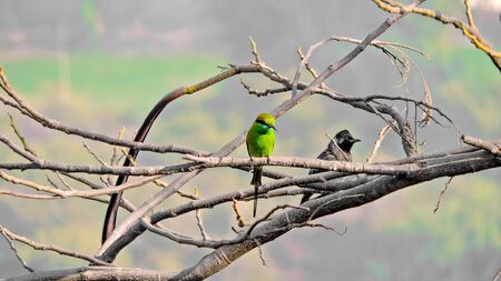 Colorful birdies resting on a treeの写真素材