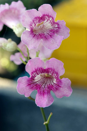 Beautiful flowerの写真素材