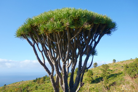 Exotic scenery in Canary islands.の写真素材