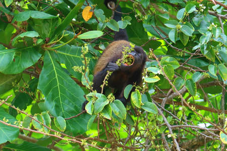 Howler Monkey seen in Corcovado National Park with lush tropical rainforest in the Osa Peninsula, Pacific ocean, Costa Rica, Latin Americaの写真素材