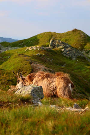Vital tatra chamois, rupicapra rupicapra tatrica, climbing rocky hillside in mountains. Wild mammal looking in High Tatras national park, Slovakia, Europeの写真素材