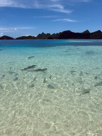 Shark point with lots of Reef sharks at Wayag island, Raja Ampat, West Papua, Indonesia, part of the Raja Ampat Marine Protected Areaの写真素材