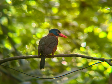 A rare Sulawesi Dwarf Kingfisher (Ceyx fallax) rests quietly on a branch in the lush tropical rainforest of Sulawesi, Indonesia. This small and vibrantly colored kingfisher species is endemic to Sulawesi and is known for its elusive behavior and striking red bill and blue crown.の写真素材
