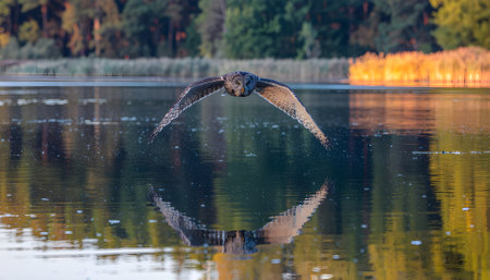 Majestic bird of prey in flight over a tranquil lake at sunset, wings spread wide with a perfect reflection.の素材
