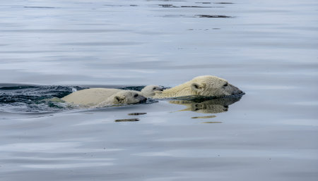 A majestic polar bear mother leading her two young cubs through the cold Arctic ocean waters.の素材