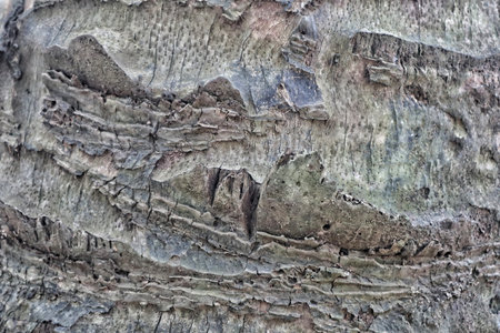 Dark stained wood texture with prominent grain and subtle imperfections, ideal for vintage or rustic backgrounds.の写真素材