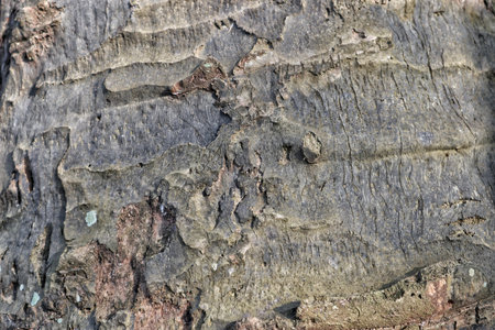 Rough wooden surface with prominent knots and rich grain texture, suitable for rustic or natural-themed design.の写真素材