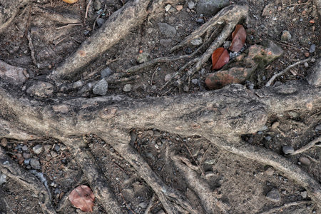 Detailed view of tree roots intertwined with soil, stones, and dry leaves. The natural entanglement showcases organic patterns and raw earth textures, suitable for use in eco-themed visuals or rustic design.の写真素材