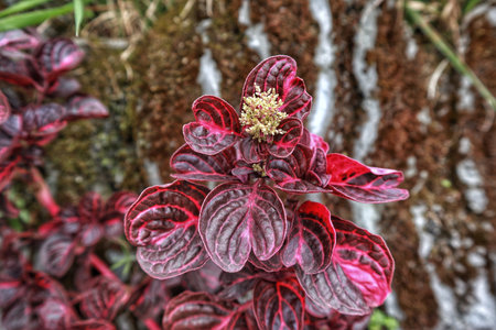 A cluster of Iresine herbstii 'Bloodleaf' plant leaves, beautifully illuminated by natural light,...