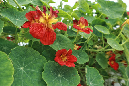 A dynamic close-up of multiple vibrant red nasturtium flowers nestled within a dense cluster of their signature round green leaves, under natural light.の写真素材
