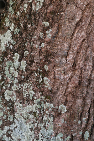 A detailed close-up of rugged tree bark, richly textured and covered with patches of vibrant green moss, showcasing natural decay and growth.の写真素材