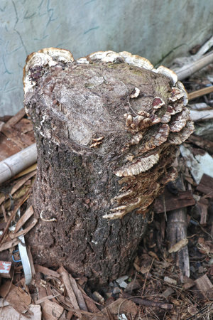 A close-up of a cut-off, dying tree trunk in an abandoned setting, with visible patches of mold in various stages of decay, highlighting natural processes of decomposition.の写真素材