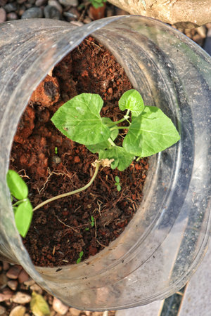 A unique Dioscorea elephantipes plant, known for its caudex, growing in a repurposed plastic gallon...