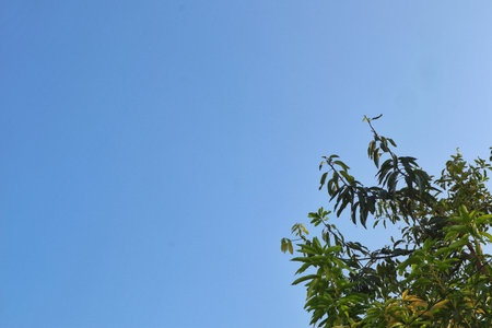 Lush green tree tops reaching towards a vast, clear azure sky, providing a serene and expansive natural backdrop perfect for various design needs.の写真素材