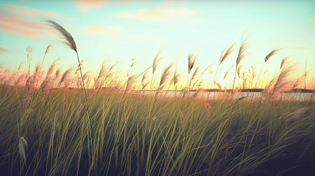 Grass flower on sunset background. Vintage tone filter effect color style.の素材