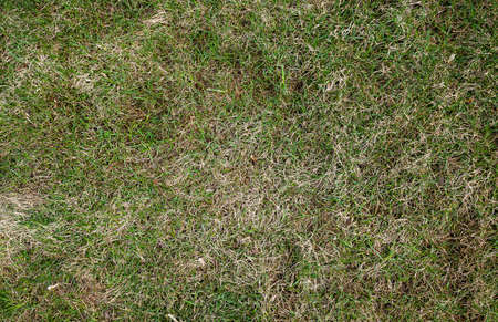 Green natural grass as background and textureの写真素材