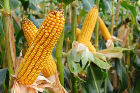 Ears of mais are almost ready for harvesting and give good yielの写真素材