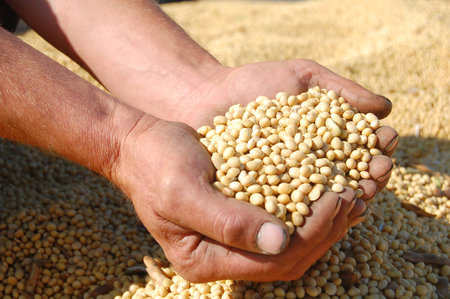 Harvesting soybeans is always gladness for farmersの写真素材