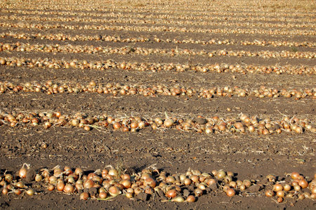 Digged onion is waiting for gathering to bags by workers.の写真素材