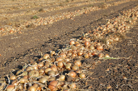 The workers gather the onion, pack it to the bags and upload to the trucks.の写真素材