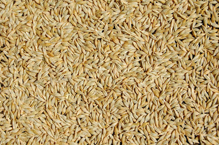 Yellow barley grains are ready for long term storageの写真素材