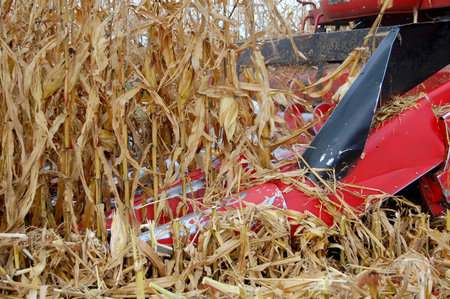 Combine gathers mature corn onto autumn fieldの写真素材
